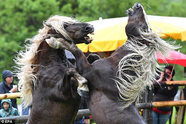 Brutal: These stallions are locked in a duel using their legs and sheer body weight as weapons