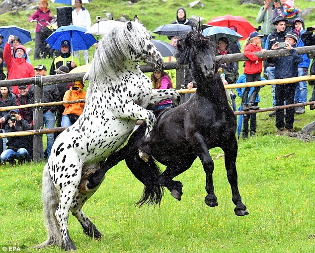 Ouch! This horse gets a painful kick to the testicles amidst one of the fights in Aschau, in Austria