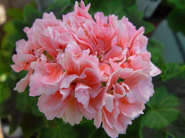Пеларгония с нежно-розовыми цветками. Фото с сайта alltompelargoner.se