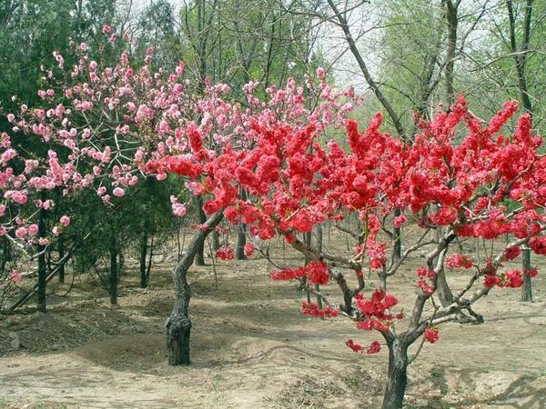 В китайском саду непременно есть и декоративные, и плодовые деревья
