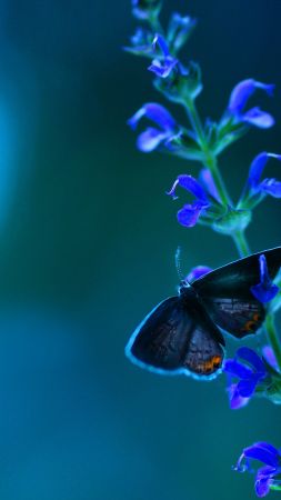 Butterfly, flowers, blue (vertical)
